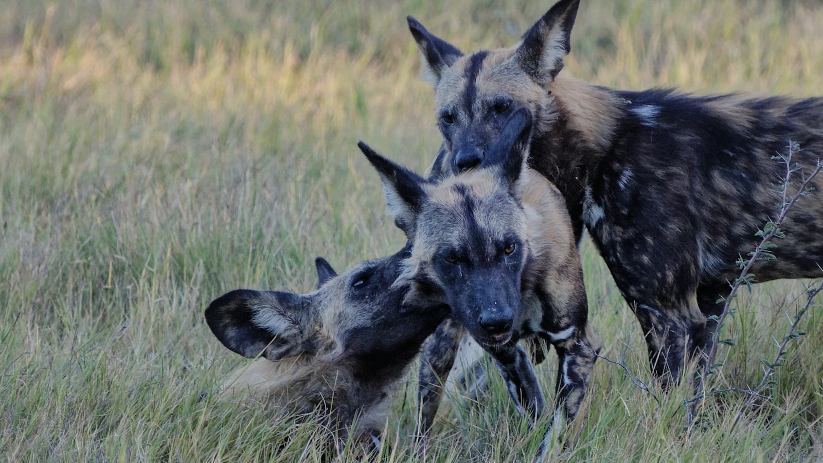 Three hyenas playing together on green grass in Etosha National Park, Namibia.